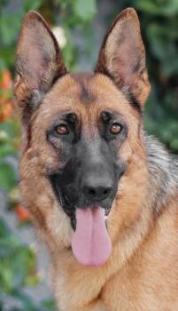 Brandy von Bocholt -  German Shepherd Dog Dog for Adoption in Los Angeles, California - Brandy Von Bocholt | PetCurious