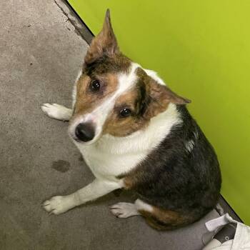 Toby -  Australian Cattle Dog Blue Heeler Dog for Adoption in Spokane, Washington - Toby | PetCurious