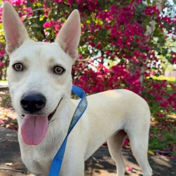 Molly -  Mixed Breed Dog for Adoption in Baldwin, Maryland - Molly | PetCurious