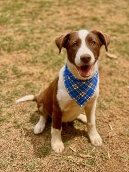 Labrador Retriever and Australian Shepherd Dogs Available for Adoption in Brierfield, Alabama - Kona  | PetCurious