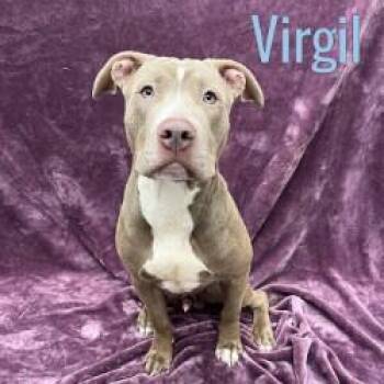 Virgil -  Pit Bull Terrier Dog for Adoption in Pleasantville, New Jersey - Virgil | PetCurious