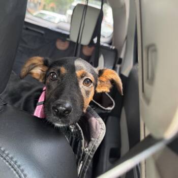 Fristy -  Hound and Mixed Breed Dog for Adoption in Ferndale, Michigan - Fristy | PetCurious