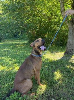 Janie -  Collie Dog for Adoption in Murray, Kentucky - Janie | PetCurious