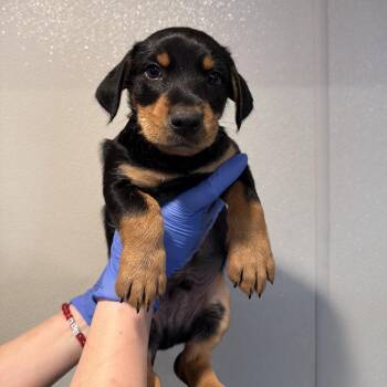 IVHS-Stray-144423 -  Rottweiler and Terrier Dog for Adoption in San Gabriel, California - IVHS-Stray-144423 | PetCurious