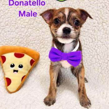 Donatello -  Chihuahua and Maltese Dog for Adoption in Monticello, Iowa - Donatello | PetCurious
