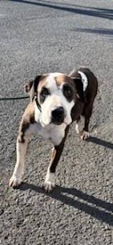 Berta -  Pit Bull Terrier and Mixed Breed Dog for Adoption in Honolulu, Hawaii - Berta | PetCurious