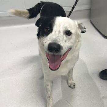 Danbury -  Mixed Breed Dog for Adoption in Jeffersonville, Indiana - Danbury | PetCurious