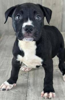 Anchor -  Terrier and Mixed Breed Dog Available for Adoption in Shreveport, Louisiana - Anchor | PetCurious