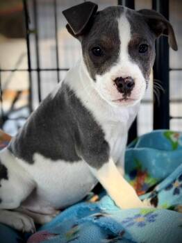 Rescue Mixed Breed Dogs for Adoption in Northwood, New Hampshire - Rambulu | PetCurious