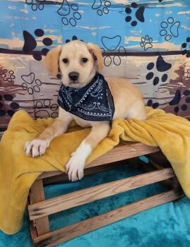 Labrador Retriever and Mixed Breed Dogs Available for Adoption - Irving | PetCurious