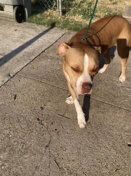 RED -  Mixed Breed Dog for Adoption in Dallas, Texas - RED | PetCurious