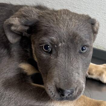 Mixed Breed Dogs Available for Adoption - 105284 | PetCurious