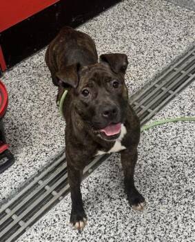Gabriella -  Mixed Breed Dog for Adoption in West Chester, Pennsylvania - Gabriella | PetCurious