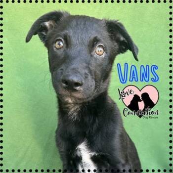 Vans -  Labrador Retriever Dog for Adoption in Gilbert, Arizona - Vans | PetCurious