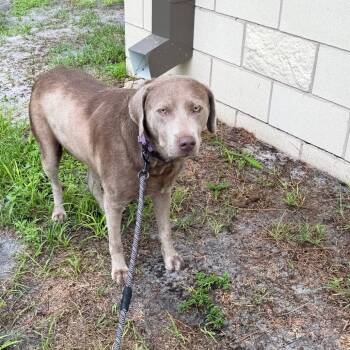 Luna -  Retriever Dog for Adoption in Englewood, Florida - Luna | PetCurious