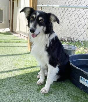 Rescue Australian Shepherd Dogs for Adoption in Canutillo, Texas - Sheena | PetCurious