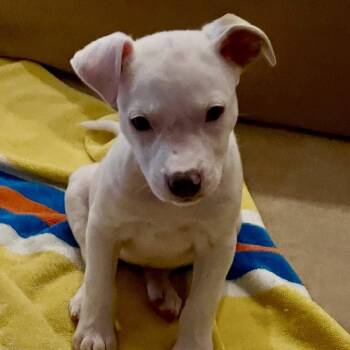 Josie -  Bull Terrier and Boxer Dog for Adoption - Josie | PetCurious
