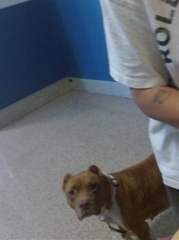 American Bulldog Dogs Available for Adoption - TWINKLE | PetCurious