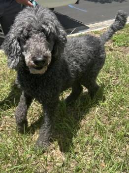 Billy -  Standard Poodle Dog for Adoption in Largo, Florida - Billy | PetCurious