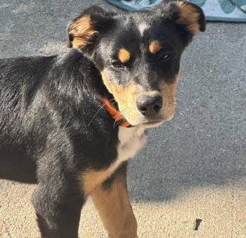 Lexi -  Rottweiler and Mixed Breed Dog for Adoption in Denver, Colorado - Lexi | PetCurious