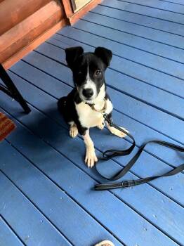 Rescue Border Collie and Mixed Breed Dogs for Adoption in Sharpsburg, Georgia - Dante | PetCurious