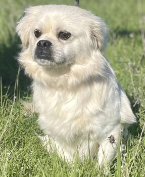 Pekingese and Spaniel Dogs Available for Adoption - Mr. Muffins | PetCurious