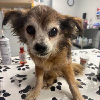 Chiara -  Mixed Breed Dog for Adoption in Greenville, South Carolina - Chiara | PetCurious