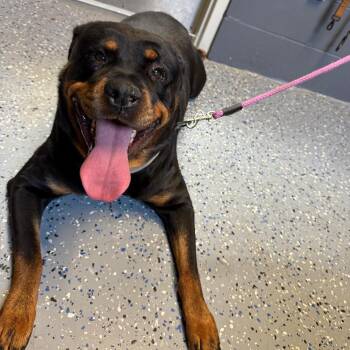 Rottweiler and Mixed Breed Dogs Available for Adoption in Tuscaloosa, Alabama - Rylie | PetCurious