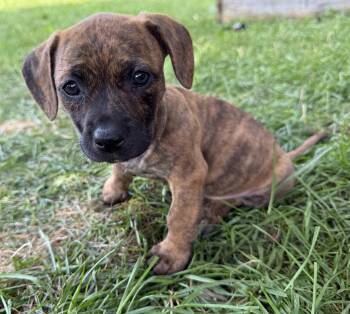 Pancake -  American Bully Dog for Adoption in Lisbon, Iowa - Pancake | PetCurious