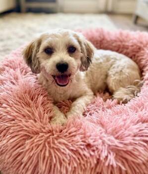 Cammie -  Havanese and Poodle Dog for Adoption in Rockwall, Texas - Cammie | PetCurious