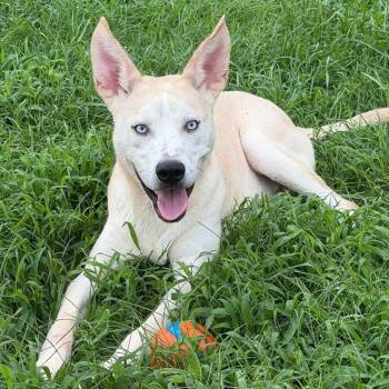 Dobby -  Husky and Mixed Breed Dog for Adoption in Springboro, Ohio - Dobby | PetCurious