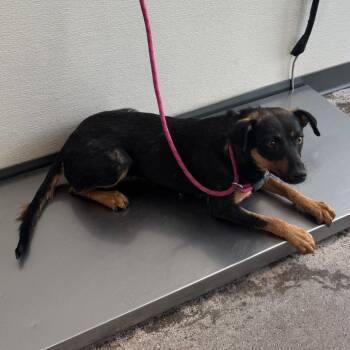 Mixed Breed Dogs Available for Adoption in Las Cruces, New Mexico - Jen | PetCurious