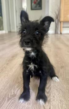 Lucia -  Terrier and Mixed Breed Dog for Adoption in Los Angeles, California - Lucia | PetCurious
