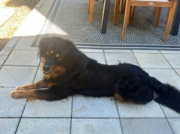 Roman -  Shepherd Dog for Adoption in Acworth, Georgia - Roman | PetCurious