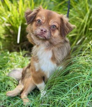 Tibetan Spaniel Dogs Available for Adoption in Palo Alto, California - Chateau | PetCurious