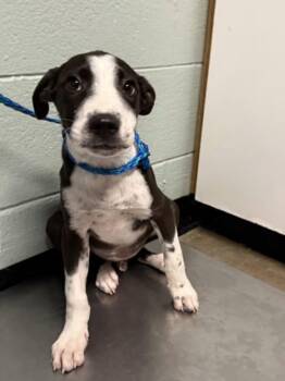 Mikey -  Pit Bull Terrier Dog for Adoption in Red Bluff, California - Mikey | PetCurious