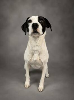 Molly -  English Pointer Dog for Adoption in Shelbyville, Kentucky - Molly | PetCurious