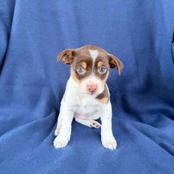 Rat Terrier Dogs Available for Adoption - Ninja Turtle | PetCurious