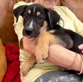 Zambie Wigglebutt -  German Shepherd Dog and Labrador Retriever Dog for Adoption in Friendswood, Texas - Zambie Wigglebutt | PetCurious