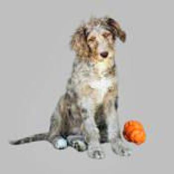 Australian Shepherd Dogs Available for Adoption in Portsmouth, Ohio - Poodle | PetCurious