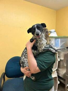 Pointer Dogs Available for Adoption - Clover | PetCurious