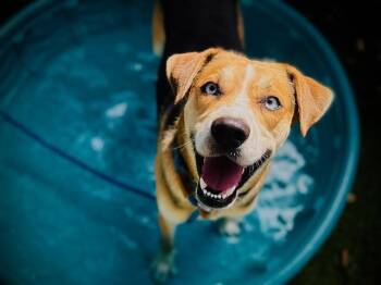 BOLT -  Catahoula Leopard Dog and Mixed Breed Dog for Adoption in Orlando, Florida - BOLT | PetCurious