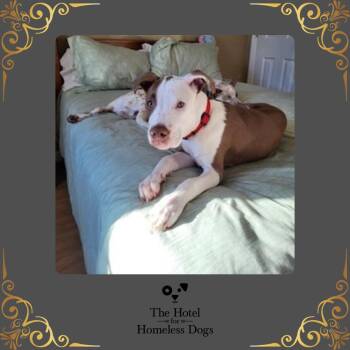 Rescue American Staffordshire Terrier and Terrier Dogs for Adoption in Cumberland, Rhode Island - Ronnie | PetCurious