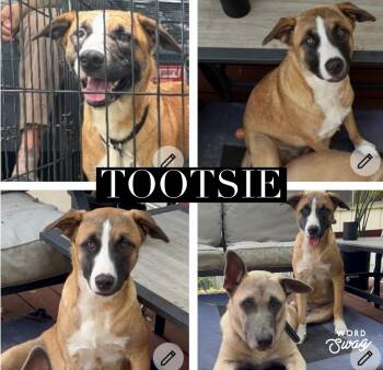 Tootsie -  Black Mouth Cur and Anatolian Shepherd Dog for Adoption in New Braunfels, Texas - Tootsie | PetCurious