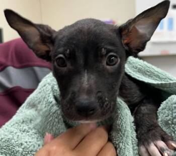 Rescue Chihuahua and Mixed Breed Dogs for Adoption in Bryan, Texas - 59804561 | PetCurious