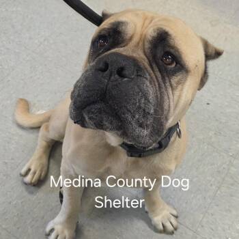 Mastiff Dogs Available for Adoption in Medina, Ohio - Regie | PetCurious