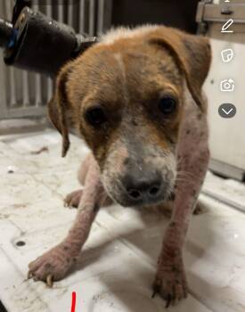 Rescue Mixed Breed Dogs for Adoption in Hot Springs, Arkansas - M4 | PetCurious