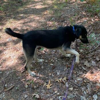 Winston -  Shepherd and Mixed Breed Dog for Adoption in Eureka Springs, Arkansas - Winston | PetCurious
