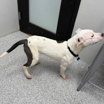Sparky -  Terrier and Mixed Breed Dog for Adoption in Monticello, Iowa - Sparky | PetCurious