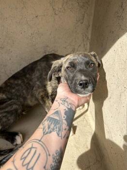 Catahoula Leopard Dog and Mixed Breed Dogs Available for Adoption in Oklahoma City, Oklahoma - A472299 | PetCurious